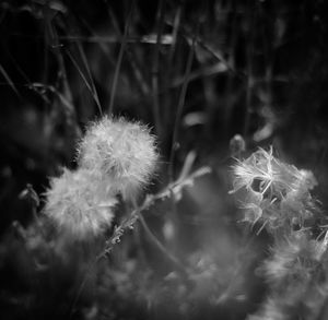 Close-up of dandelion flower