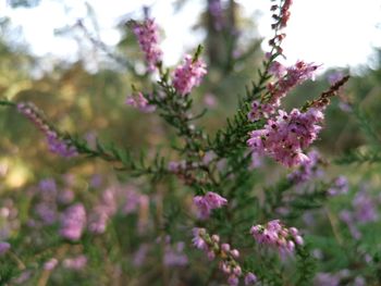 Close-up of pink flowering plant