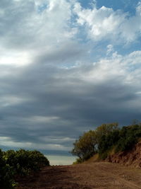 Trees on landscape against storm clouds