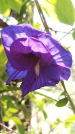 Close-up of purple flower