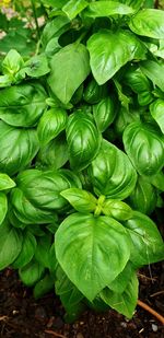 Full frame shot of green plant growing on field