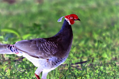 Close-up of a bird perching on a field