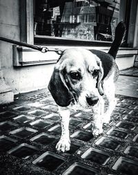 Close-up portrait of dog