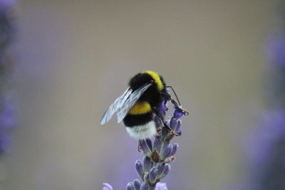 Close-up of bee on purple flower