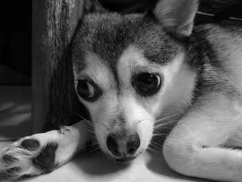 Close-up portrait of a dog