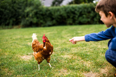 Boy playing with hen