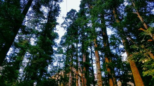 Low angle view of trees in forest