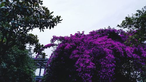 Low angle view of pink flowers