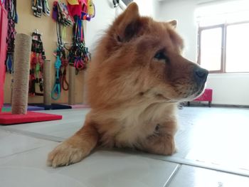 Close-up of dog looking away while sitting on table at home