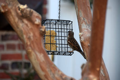 Bird perching on a feeder