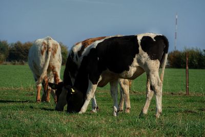 Cows on field