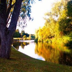 Reflection of trees in lake