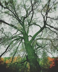 Low angle view of tree against sky