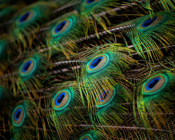 Close-up of peacock