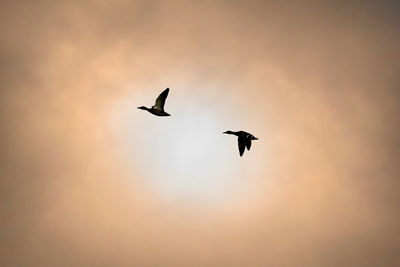 Silhouette bird flying against sky