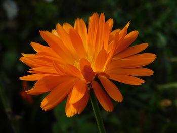 Close-up of orange flower