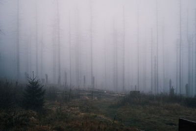 mist