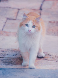 Portrait of cat sitting on footpath