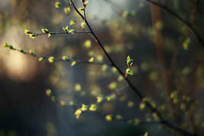 Close-up of plant growing outdoors