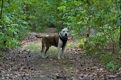 Dog running in forest