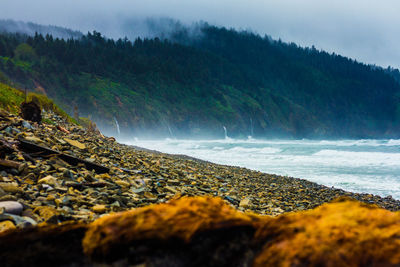 Oregon - where the forest meets the sea