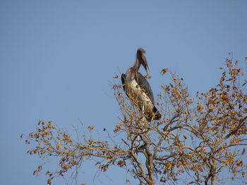 Low angle view of eagle perching on tree against sky