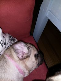 High angle view of dog relaxing on floor at home