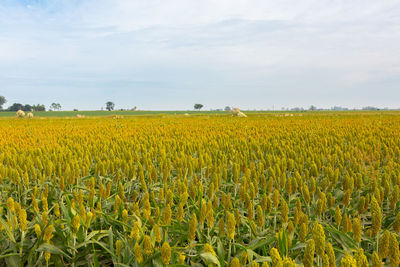 Scenic view of yellow flowers growing on field against sky