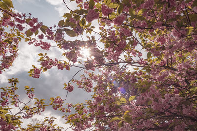 Low angle view of cherry blossoms against sky