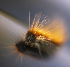 Close-up of dandelion flower