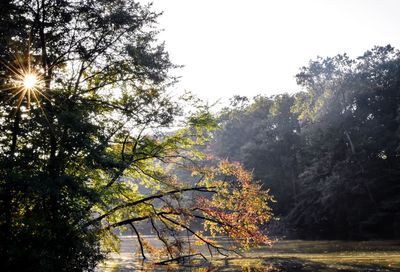 Trees in forest against sky during autumn