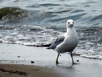 Seagull on beach