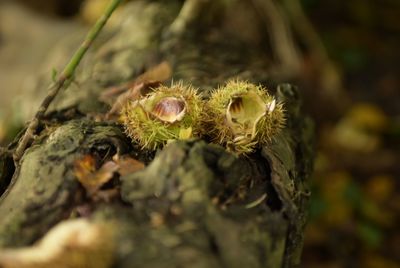 Close-up of moss on rock