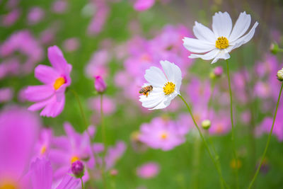 Close-up of bee pollinating on fresh pink cosmos flowers