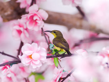 Bird perching on cherry blossom