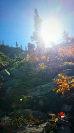 Sun shining through plants