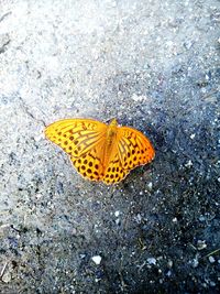 High angle view of butterfly