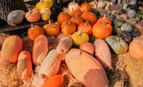 Pumpkins and squash for sale 