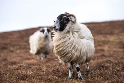 Sheep on farm