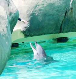 View of swimming delfin in pool