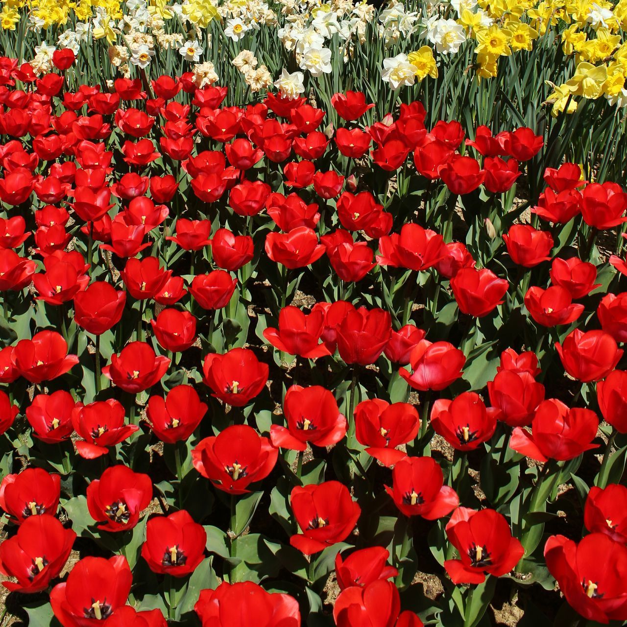 CLOSE-UP OF RED FLOWERING PLANT