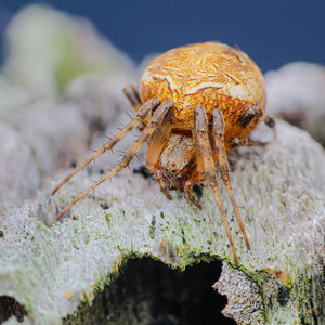 Orb-weaver spider