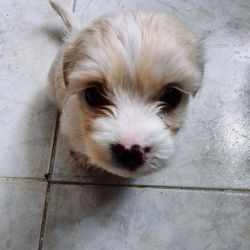 Close-up portrait of dog