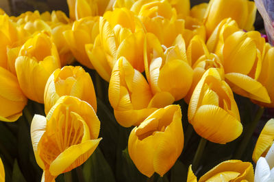 Close-up of yellow tulips