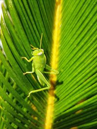 Close-up of insect on leaf