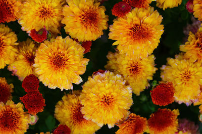 Full frame shot of yellow flowering plants