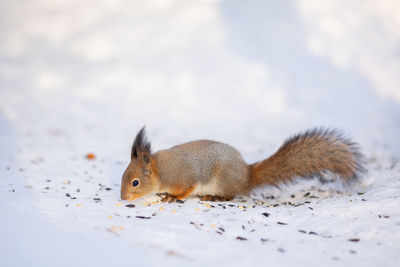 Squirrel sits in snow and eats nuts in winter snowy park. winter color of animal.