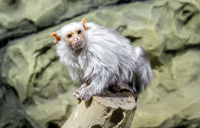 Close-up of a monkey