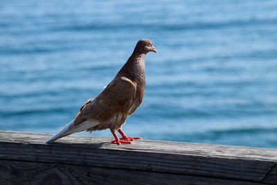 Pigeon perching on railing against sea