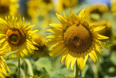 Close-up of sunflower